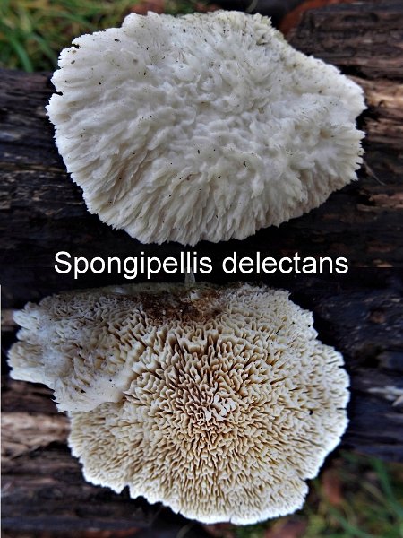 Sarcodontia delectans-amf2155.jpg - Sarcodontia delectans ; Syn: Spongipellis delectans ; Non français: Polypore attrayant